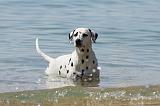 DALMATIEN 246